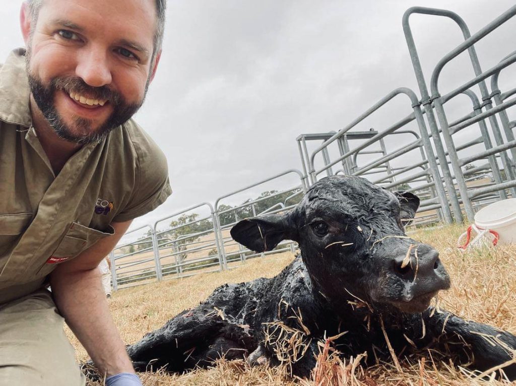 A vet in a field with a newly born calf