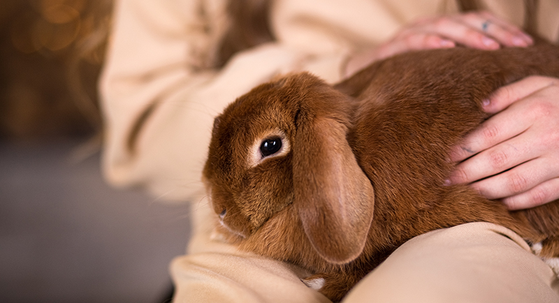 A rabbit resting quietly after a veterinary procedure