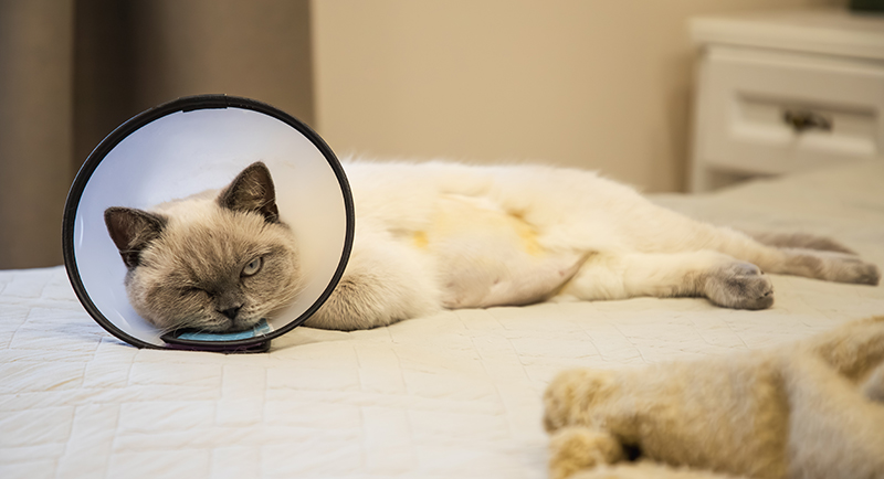 A cat resting and recovering after a veterinary procedure
