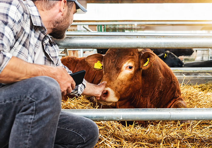 Close-up of a veterinarian's hands examining cattle in the field