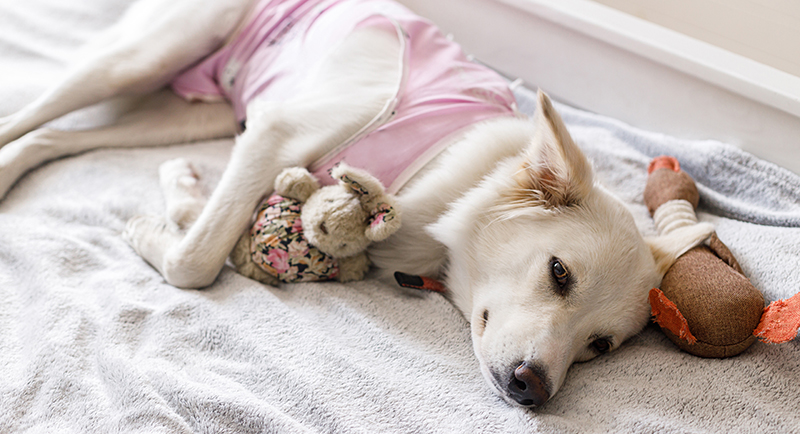 A dog resting comfortably at home during post-surgery recovery