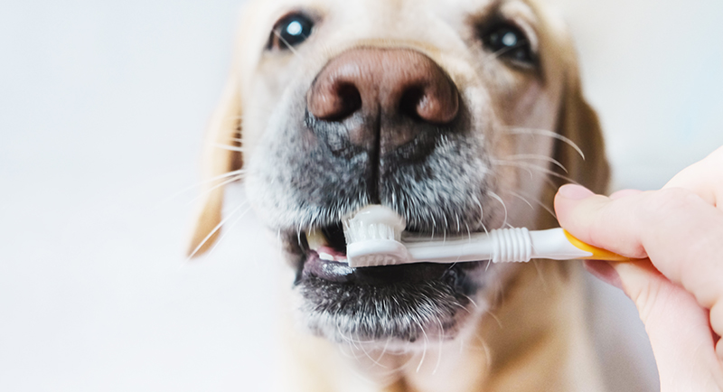 A veterinarian or nurse examining a dog's teeth and gums