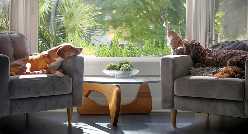 Two dogs and cat resting peacefully together