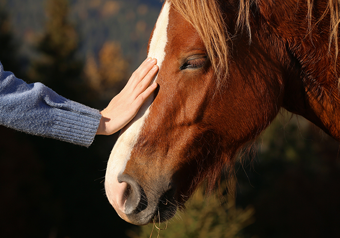 A veterinarian's hand gently resting on a horse's nose during an on-site visit