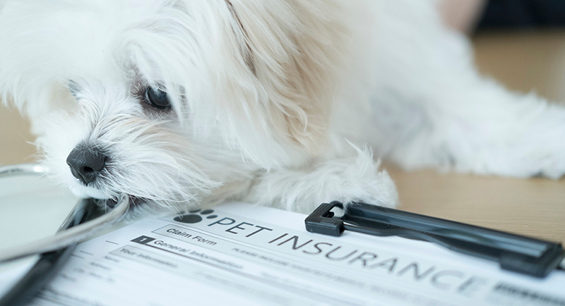 A small white dog lying on a document that has the words pet insurance on it