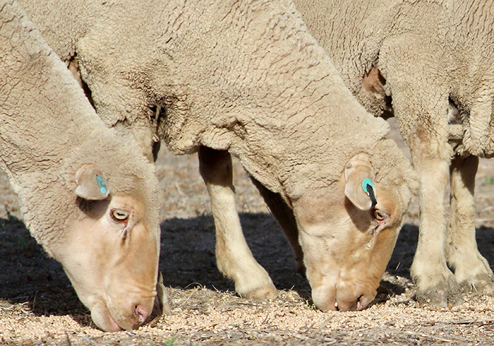 A flock of sheep grazing on farmland in the South West |